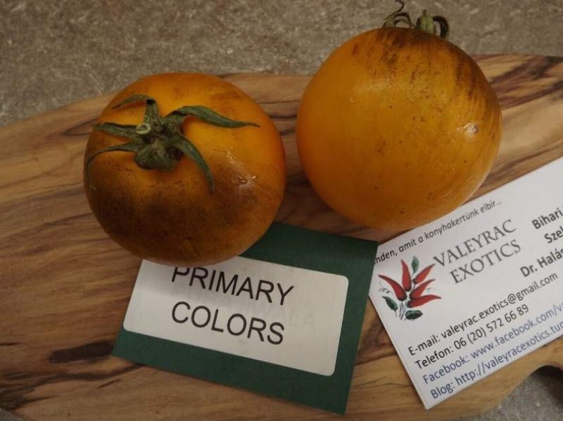Primary Colors paradicsom - Paradicsom különlegességek az Egzotikus Növények Stúdiója kínálatából